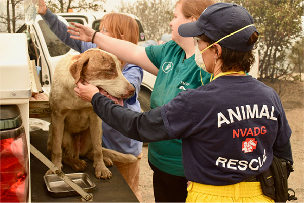 North Valley Animal Disaster Group – Animal evacuation, rescue and shelter-in-place  in Butte County.