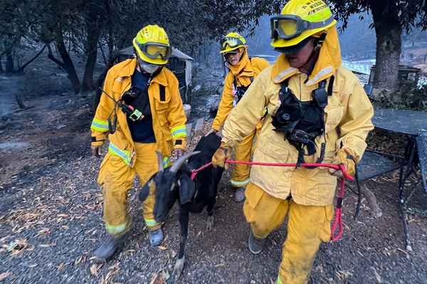 Three people leading a goat to safety from a fire